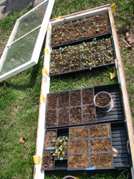 A Neighbor's Coldframe