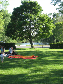 picnic and a tree